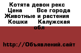 Котята девон рекс › Цена ­ 1 - Все города Животные и растения » Кошки   . Калужская обл.